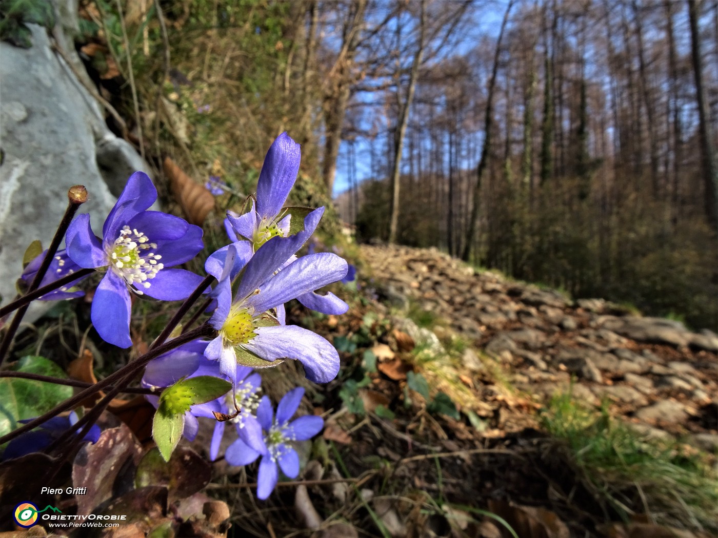 12 Festa di fiori sui sentieri al Monte Zucco - Hepatica nobilis (Erba trinita).JPG